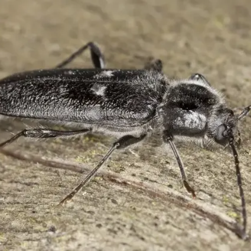 Capricone insecte