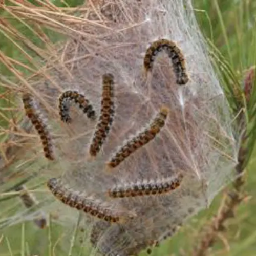 Chenilles processionnaires