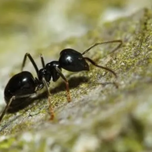 Fourmis