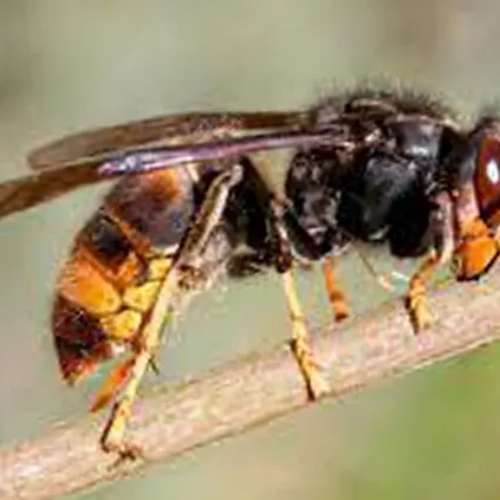Frelons asiatiques