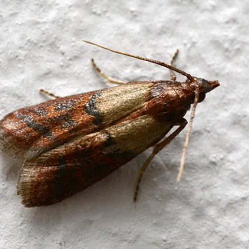 Mites