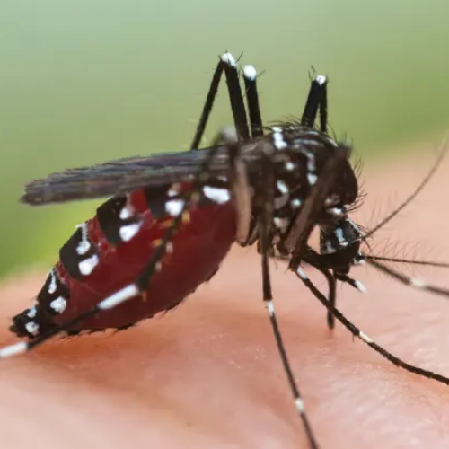Moustiques tigre