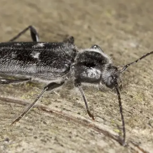 Capricorne insecte à larves xylophages