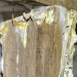 Champignons lignivores