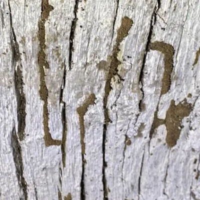 Dégâts de termites