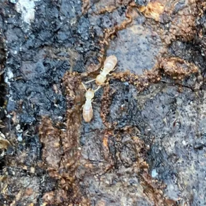 termites souterrains