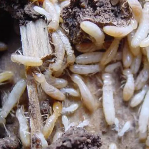 termites insectes xylophages