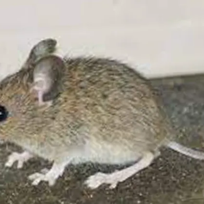 Mulot