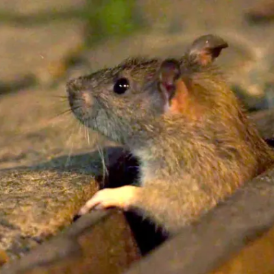 Rat