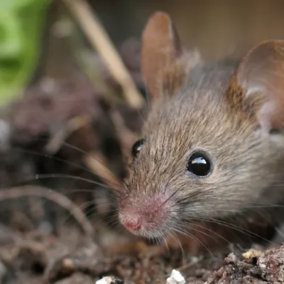 Souris