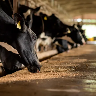 Décontamination élevage bovins