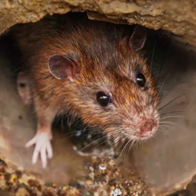 désinfection/dératisation