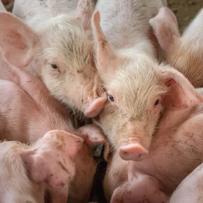 Désinfection d'élevage porcins