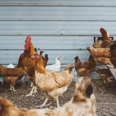 Désinfection poulailler