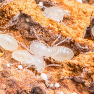 Larves de termites