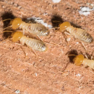 Termites ouvriers