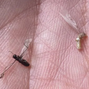 Termites reproducteurs