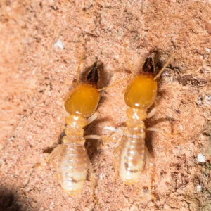 Termites soldats