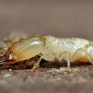 Traitement termites