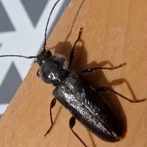 Traitement charpente & bois