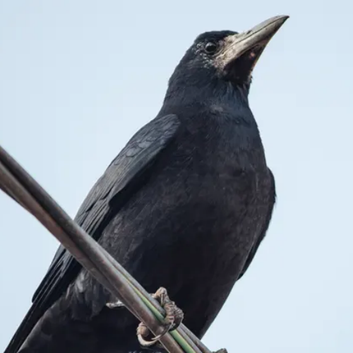 Corbeau