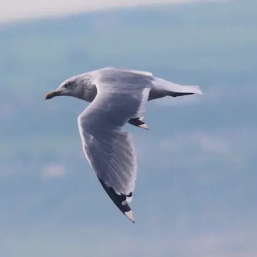 Mouette