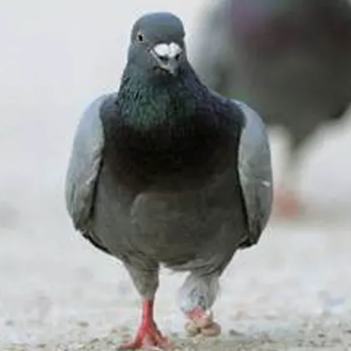 Pigeon