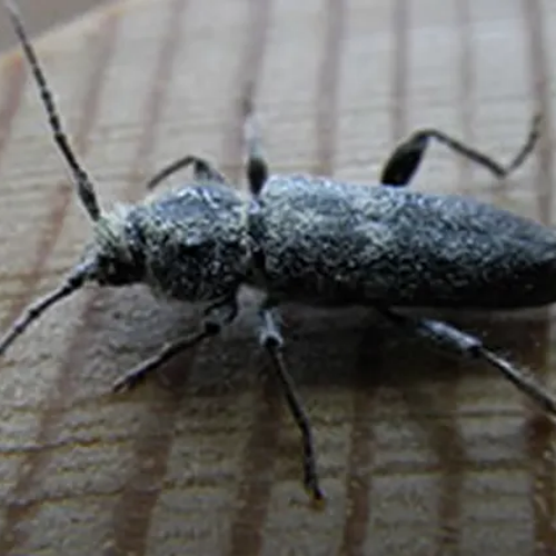 Capricorne insecte