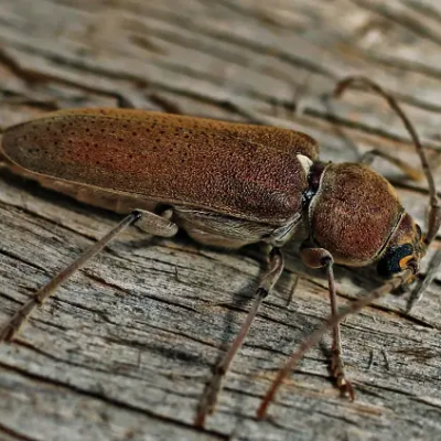 Hespérophanes