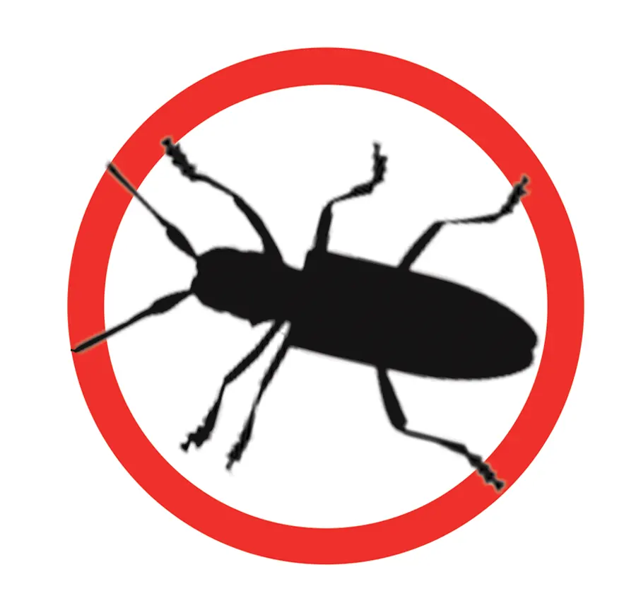 Insectes à larves xylophages