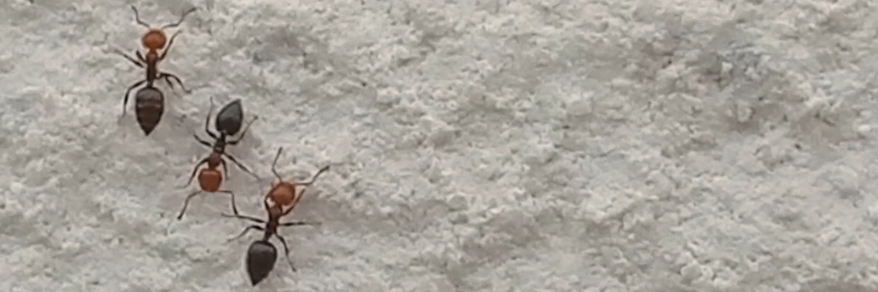 Infestation de fourmis charpentières