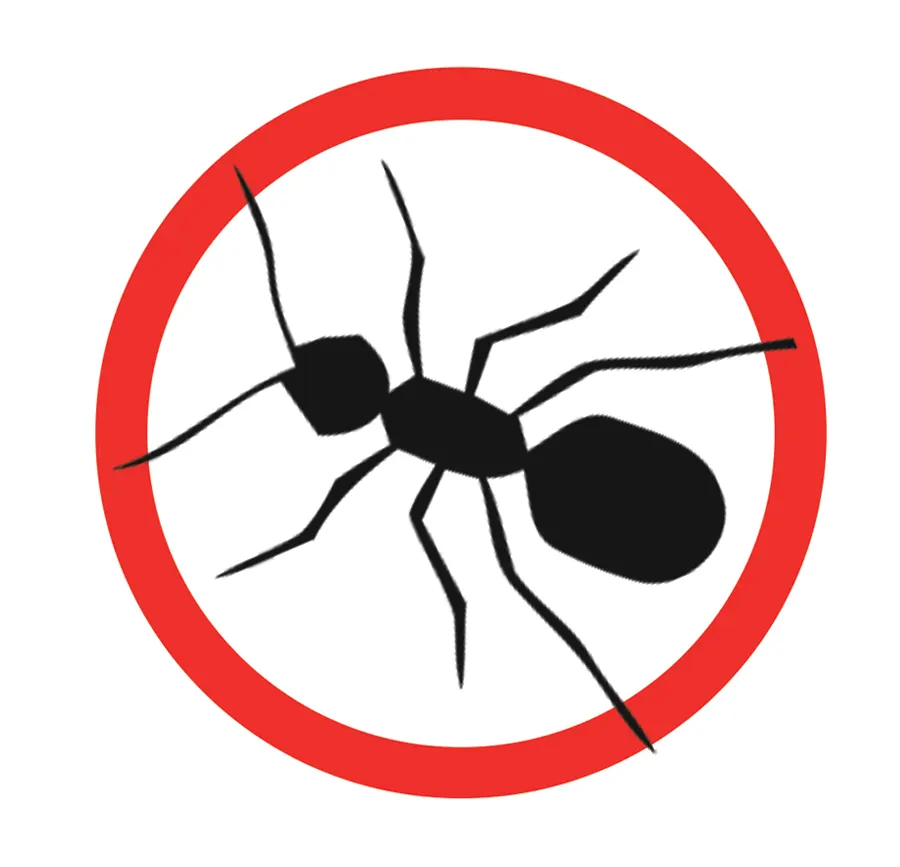 Désinsectisation contre les fourmis
